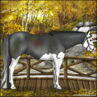 Horse Color:Black Splash 