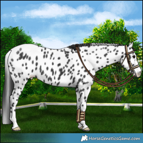 Horse Color:Black Appaloosa