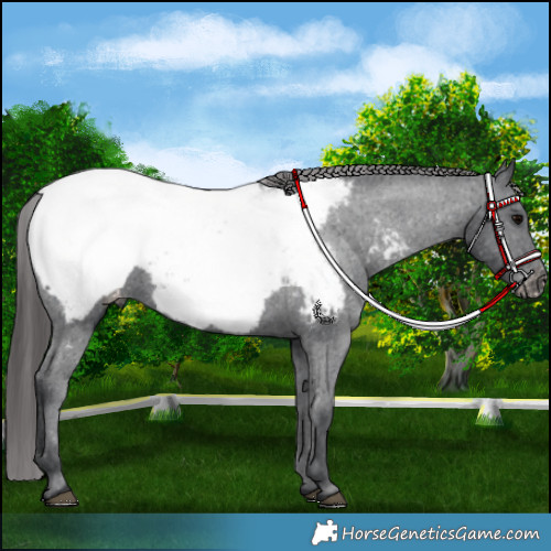 Horse Color:Black Appaloosa 