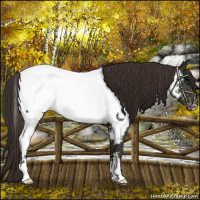 Horse Color:Liver Chestnut Near Fewspot 