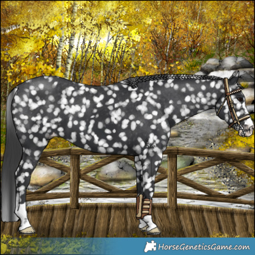 Horse Color:Black Appaloosa 