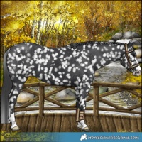 Horse Color:Black Snowflake Varnish