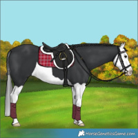 Horse Color:Black Splash