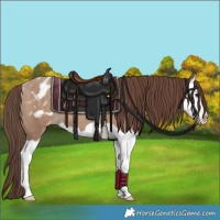 Horse Color:Classic Champagne Splash Appaloosa