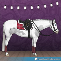 Horse Color:Black Splash Tobiano Appaloosa