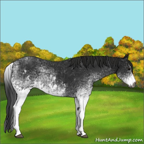 Horse Color:Gray White Spotted Black  and Gray White Spotted Black 