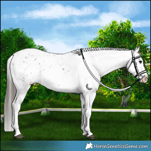 Horse Color:Black Appaloosa