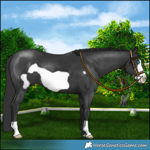 Horse Color:Black Frame 
