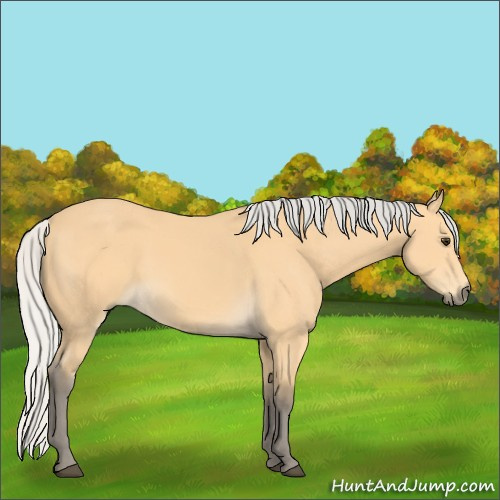 Horse Color:Silver Buckskin 