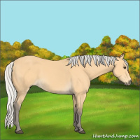 Horse Color:Silver Buckskin 