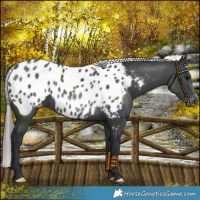 Horse Color:Black Near Leopard 