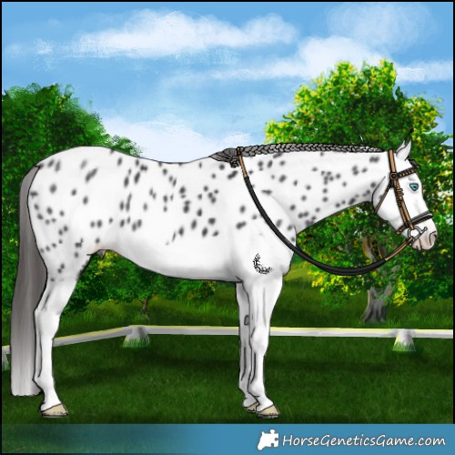 Horse Color:Black Splash Appaloosa