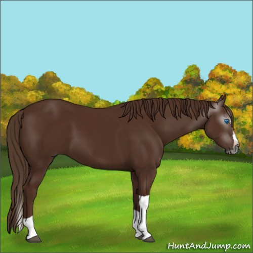 Horse Color:Gray Chestnut Splash Tobiano 