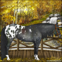 Horse Color:Black Blanket
