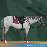 Horse Color:Blue Roan Appaloosa 