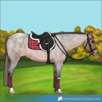 Horse Color:Brown Roan Appaloosa 