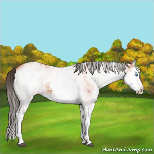 Horse Color:White Spotted Bay Splash and White Spotted Bay Splash