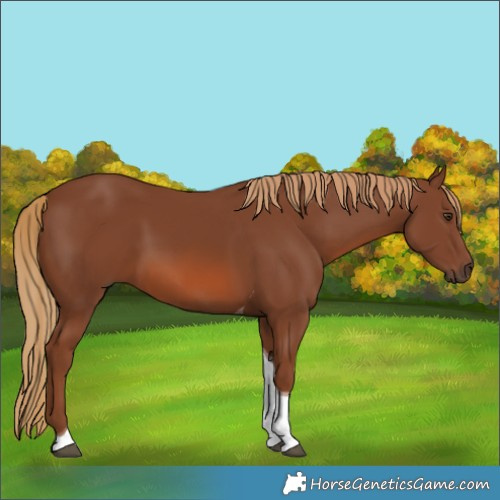 Horse Color:Chestnut Tobiano 