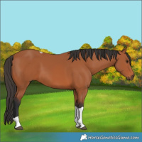 Horse Color:Bay Tobiano 