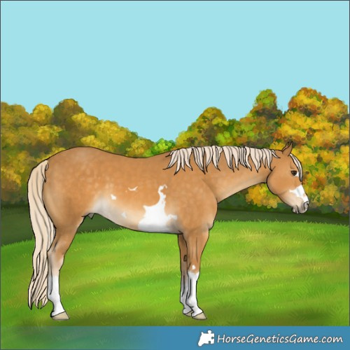 Horse Color:Palomino 