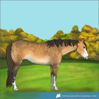 Horse Color:Buckskin 