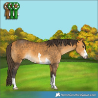 Horse Color:Buckskin 