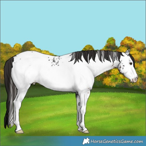 Horse Color:White Spotted Liver Chestnut Appaloosa 