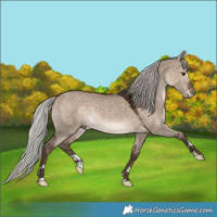Horse Color:Silver Brown Dun 