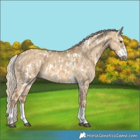 Horse Color:Chocolate Palomino Dun Appaloosa  and Chocolate Palomino Dun 