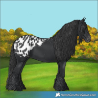 Horse Color:Black Appaloosa 