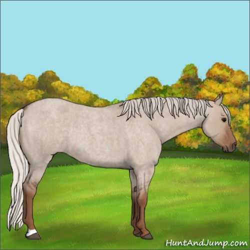 Horse Color:Silver Grullo Roan