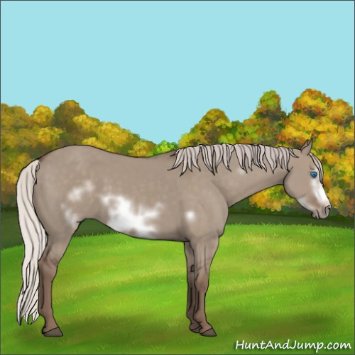 Horse Color:Silver Grullo Frame