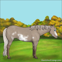 Horse Color:Silver Grullo Frame