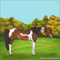 Horse Color:Bay Tobiano 