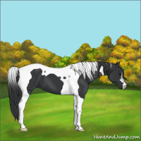 Horse Color:Black Tobiano 
