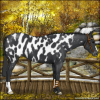 Horse Color:Black Near Leopard 