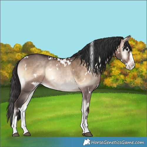 Horse Color:White Spotted Brown Onyx Splash