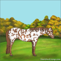 Horse Color:Chestnut Appaloosa 