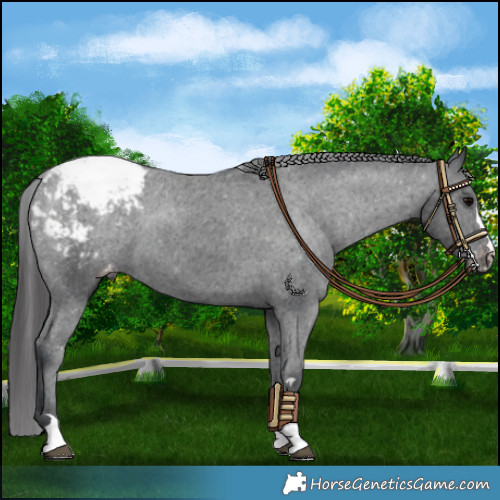 Horse Color:Platinum Black Appaloosa 