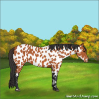 Horse Color:Bay Appaloosa 