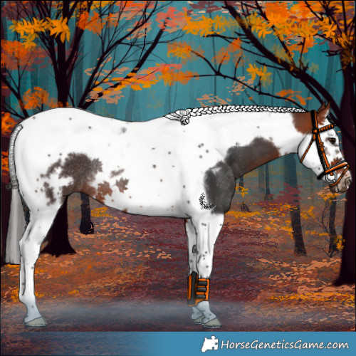 Horse Color:Bay Splash Tobiano Frame Rabicano