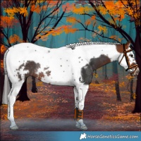 Horse Color:Bay Splash Tobiano Frame Rabicano 