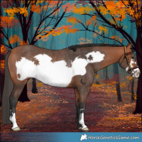 Horse Color:Bay Frame Rabicano 