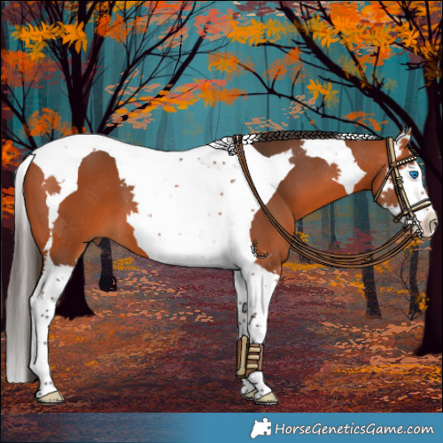 Horse Color:Bay Splash Tobiano 
