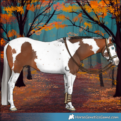 Horse Color:Bay Splash Tobiano