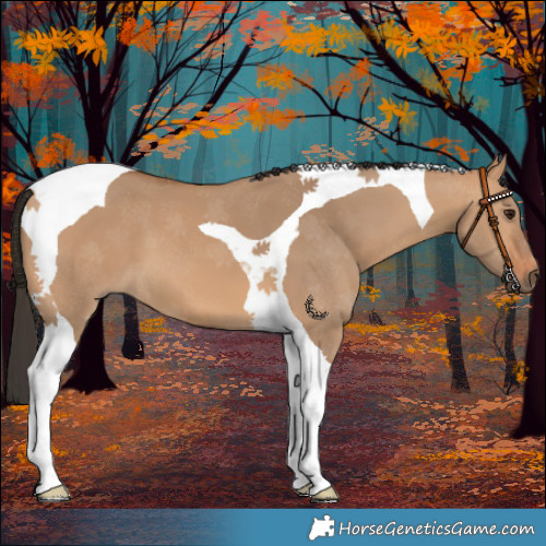 Horse Color:Bay Dun Tobiano 