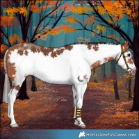 Horse Color:Bay Sabino Splash Frame 
