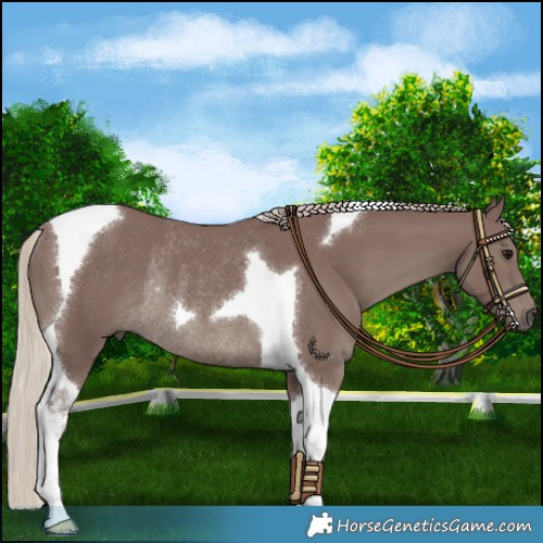 Horse Color:Chocolate Silver Smoky Black Tobiano Rabicano 