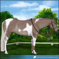 Horse Color:Chocolate Silver Smoky Black Tobiano Rabicano