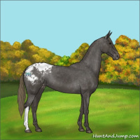 Horse Color:Smoky Black Appaloosa 